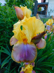 Bulbi Iris Germanica - Sunset Sky - Pachet 1 Bulb - Aqua Flowers