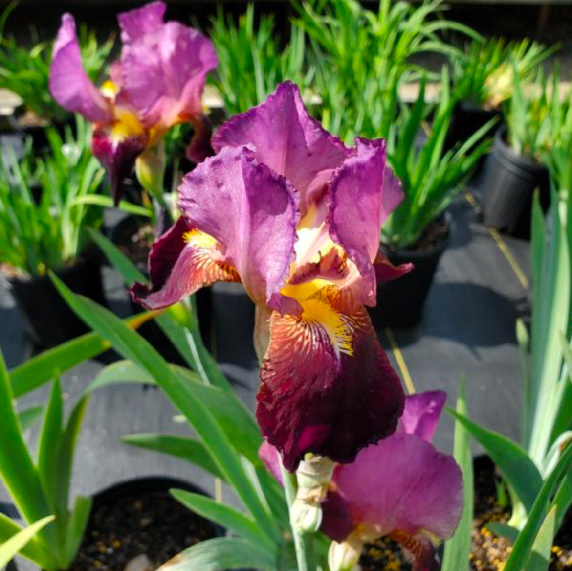 Bulbi Iris Germanica - Wine and Roses - Pachet 1 Bulb - Aqua Flowers