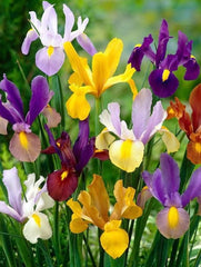 Bulbi Iris Hollandica - Iris Mixt Pachet 10 Bulbi - Aqua Flowers
