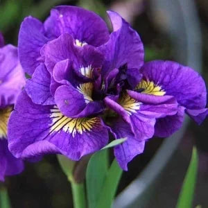 Bulbi Iris Sibirica - Double Standard - Pachet 1 Bulb - Aqua Flowers