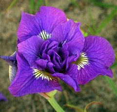Bulbi Iris Sibirica - Double Standard - Pachet 1 Bulb - Aqua Flowers