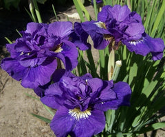 Bulbi Iris Sibirica - Double Standard - Pachet 1 Bulb - Aqua Flowers