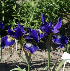 Bulbi Iris Sibirica - Golden Edge - Pachet 1 Bulb - Aqua Flowers