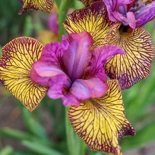 Bulbi Iris Sibirica - Jupiter Leight – Pachet 1 Bulb