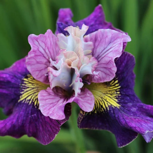 Bulbi Iris Sibirica - On Mulberry Street - Pachet 1 Bulb - Aqua Flowers