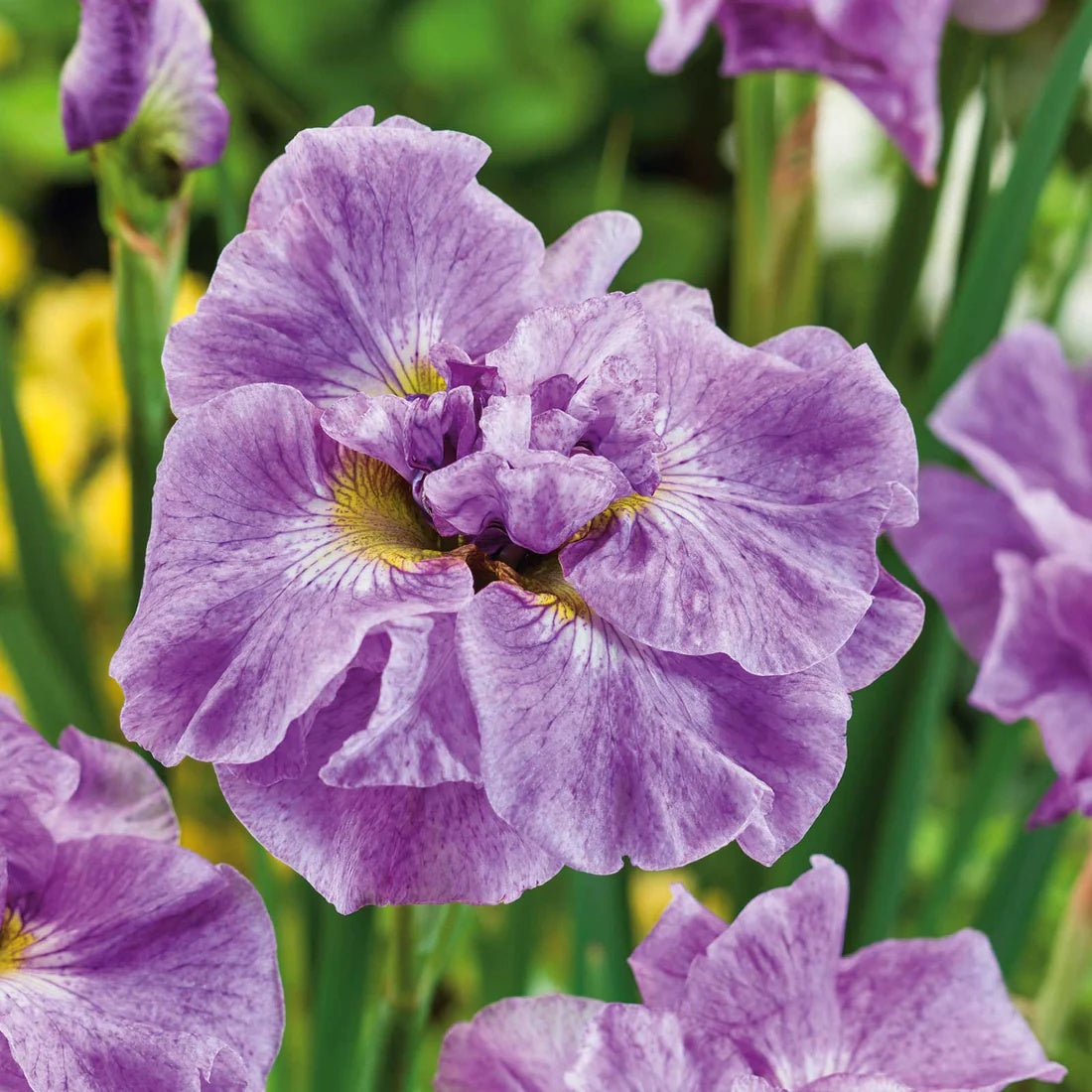 Bulbi Iris Sibirica - Parfait - Pachet 1 Bulb - Aqua Flowers