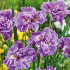 Bulbi Iris Sibirica - Parfait - Pachet 1 Bulb - Aqua Flowers