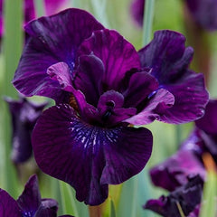 Bulbi Iris Sibirica - Purplelicious - Pachet 1 Bulb - Aqua Flowers