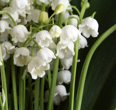 Bulbi Lacramioare - Lily of the Valley - Pachet 5 Bulb - Aqua Flowers