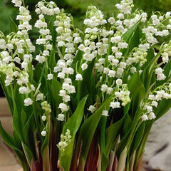 Bulbi Lacramioare - Lily of the Valley - Pachet 5 Bulb - Aqua Flowers