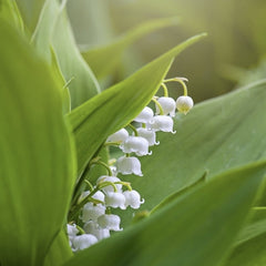 Bulbi Lacramioare - Lily of the Valley - Pachet 5 Bulb - Aqua Flowers