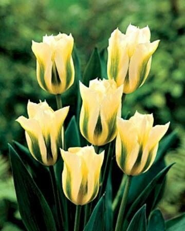 Bulbi Lalea Yellow Spring Green - Pachet 3 Bulbi - Aqua Flowers