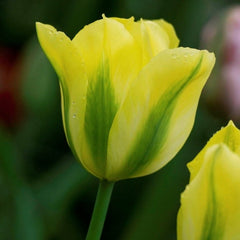 Bulbi Lalea Yellow Spring Green - Pachet 3 Bulbi - Aqua Flowers