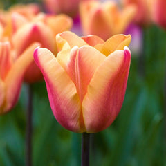 Bulbi Lalele Apricot Foxx - Pachet 3 Bulbi - Aqua Flowers