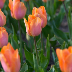 Bulbi Lalele Apricot Foxx - Pachet 3 Bulbi - Aqua Flowers