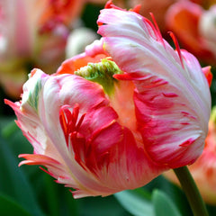Bulbi Lalele Apricot Parrot - Pachet 3 Bulbi - Aqua Flowers