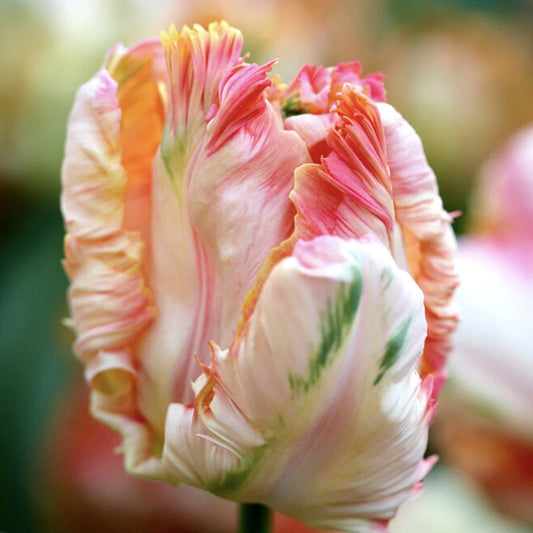 Bulbi Lalele Apricot Parrot - Pachet 3 Bulbi - Aqua Flowers