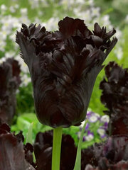 Bulbi Lalele Black Parrot - Pachet 3 Bulbi - Aqua Flowers