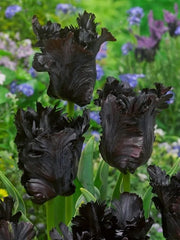 Bulbi Lalele Black Parrot - Pachet 3 Bulbi - Aqua Flowers