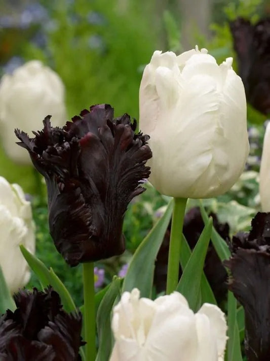 Bulbi Lalele Black Parrot - Pachet 3 Bulbi - Aqua Flowers