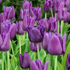 Bulbi Lalele Blue Amiable - Pachet 3 Bulbi - Aqua Flowers