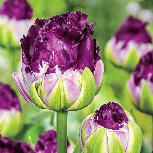Bulbi Lalele Blue Wow - Pachet 3 Bulbi pentru Flori Duble, Violet-Argintiu - Aqua Flowers