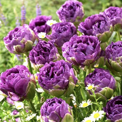 Bulbi Lalele Blue Wow - Pachet 3 Bulbi pentru Flori Duble, Violet-Argintiu - Aqua Flowers