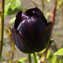 Bulbi Lalele Cafe Noir - Pachet 3 Bulbi - Aqua Flowers