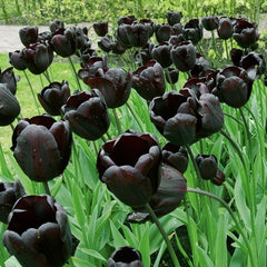 Bulbi Lalele Cafe Noir - Pachet 3 Bulbi - Aqua Flowers