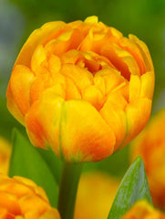 Bulbi Lalele Double Beauty of Apeldoorn - Pachet 3 Bulbi - Aqua Flowers