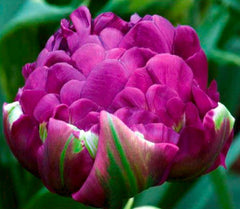Bulbi Lalele Double Negrita - Pachet 3 Bulbi - Aqua Flowers