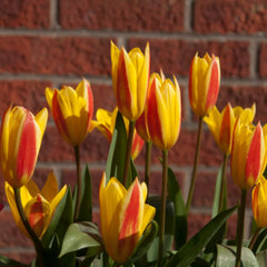 Bulbi Lalele Giuseppe Verdi - Pachet 3 Bulbi - Aqua Flowers