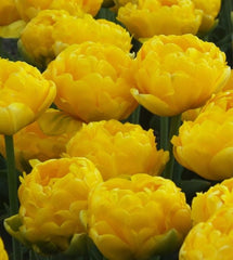 Bulbi Lalele Golden Fever - Pachet 3 Bulbi - Aqua Flowers