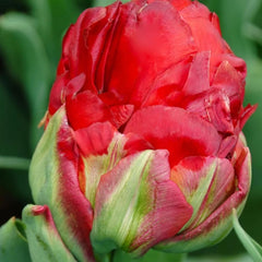 Bulbi Lalele Ice Cream Strawberry - Pachet 3 Bulbi - Aqua Flowers