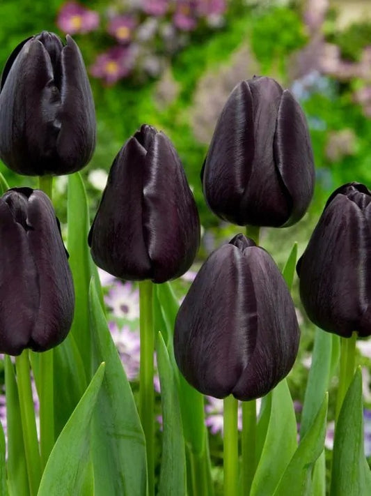 Bulbi Lalele Queen of Night - Pachet 3 Bulbi - Aqua Flowers