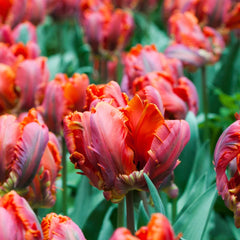 Bulbi Lalele Rococo - Pachet 3 Bulbi - Aqua Flowers