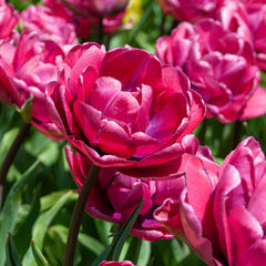 Bulbi Lalele Rosu Diamond - Pachet 3 Bulbi - Aqua Flowers