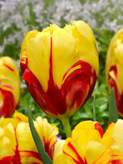 Bulbi Lalele Texas Flame - Pachet 3 Bulbi - Aqua Flowers