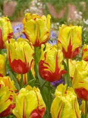 Bulbi Lalele Texas Flame - Pachet 3 Bulbi - Aqua Flowers