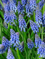 Bulbi Muscari - Americanum Pachet 10 Bulbi - Aqua Flowers