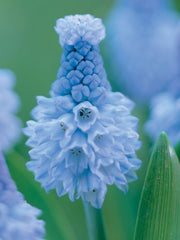 Bulbi Muscari - Azureum Pachet 5 Bulbi - Aqua Flowers