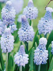 Bulbi Muscari - Azureum Pachet 5 Bulbi - Aqua Flowers