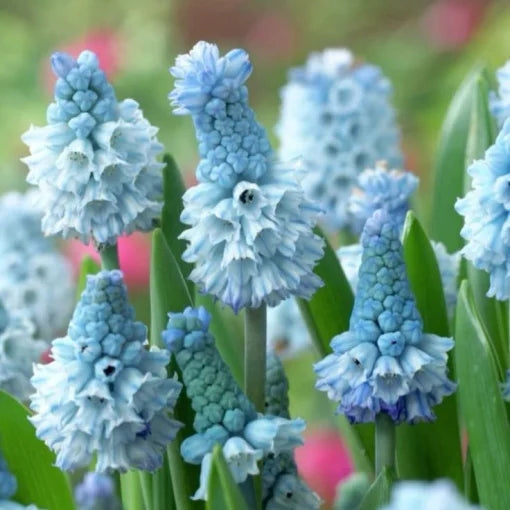 Bulbi Muscari - Azureum Pachet 5 Bulbi - Aqua Flowers