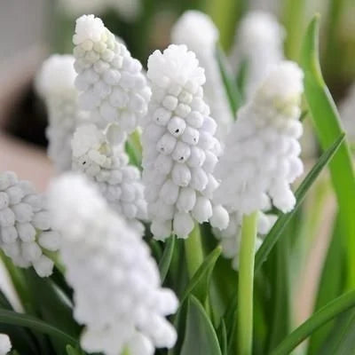 Bulbi Muscari - White Magic - Pachet 5 Bulbi