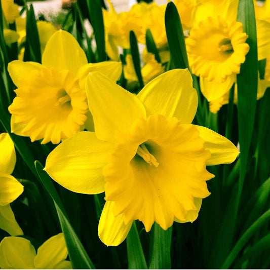 Bulbi Narcise Dutch Master - Pachet 3 Bulbi - Aqua Flowers