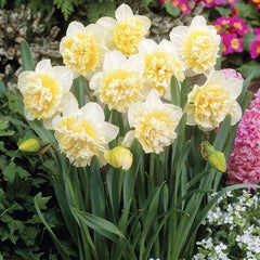 Bulbi Narcise Ice King - Pachet 5 Bulbi - Aqua Flowers