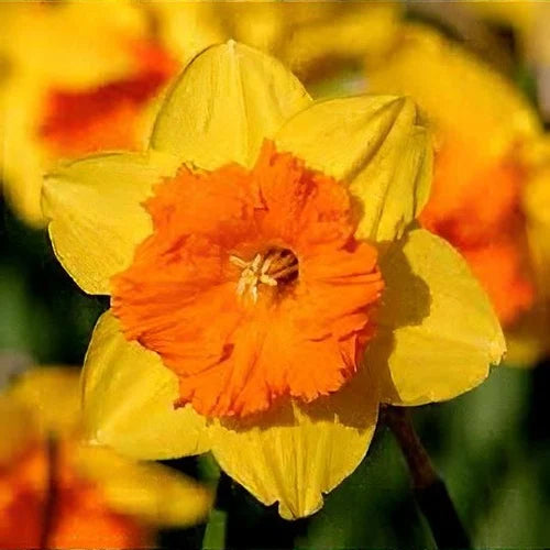 Bulbi Narcise Pimpernel - Pachet 3 Bulbi - Aqua Flowers