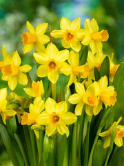 Bulbi Narcise Tete a Tete - Pachet 3 Bulbi - Aqua Flowers