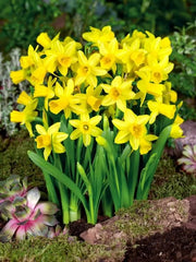 Bulbi Narcise Tete a Tete - Pachet 3 Bulbi - Aqua Flowers