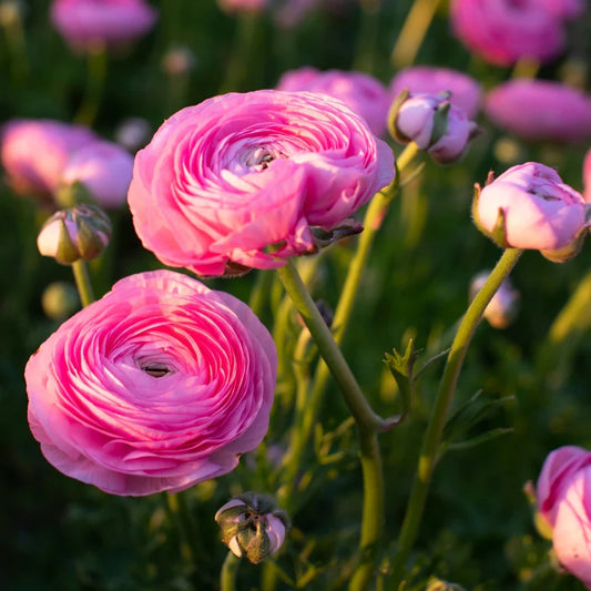 Bulbi Ranunculus - Aviv Pink - Pachet 10 Bulbi - Aqua Flowers